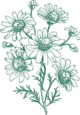 Camomille