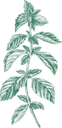 Menthe