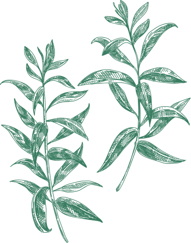 Verveine