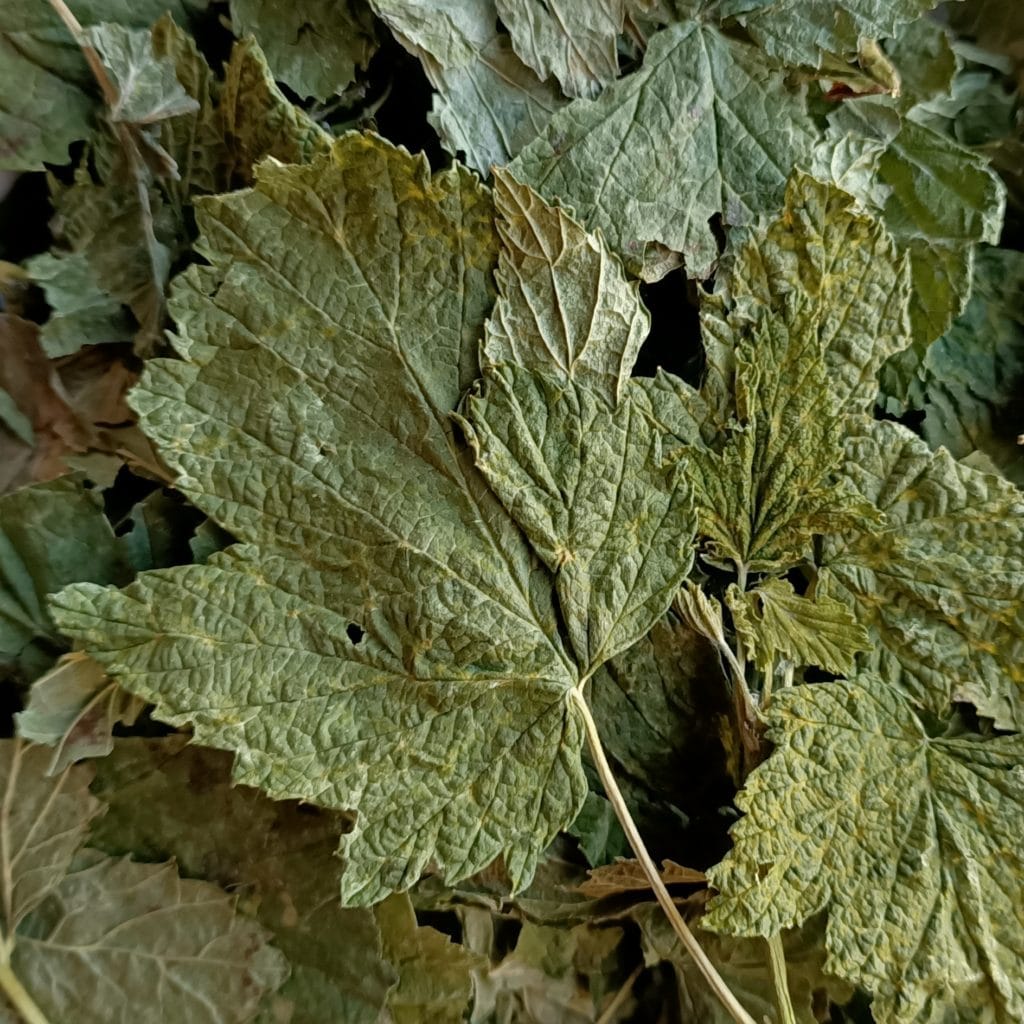 Cassis bio feuille coupée Comptoir des Infusées — free download