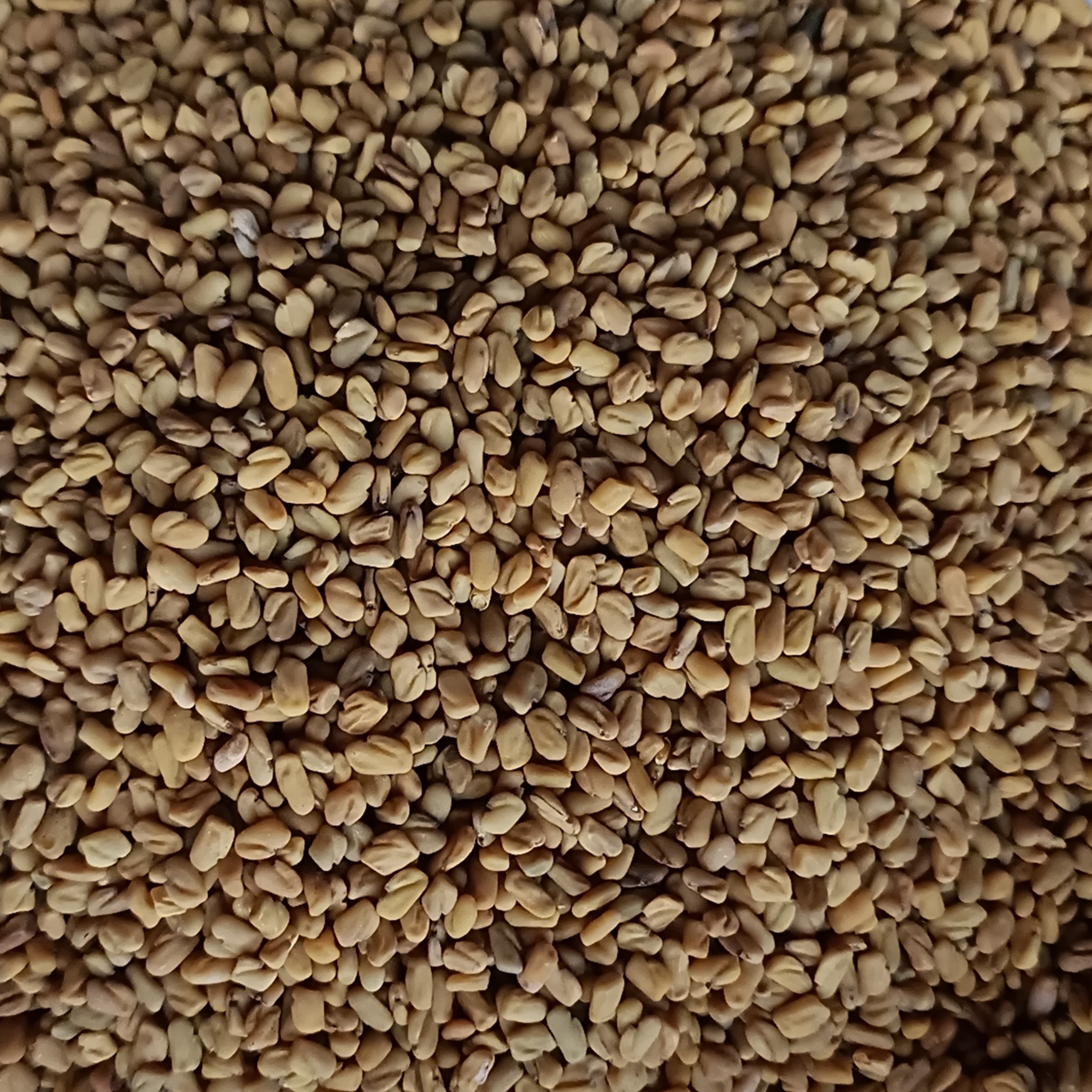 FENUGREC BiO, Graine poudre (Trigonella foenum-graecum