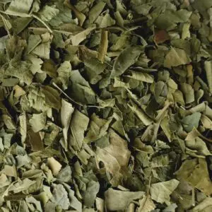 Oranger bigaradier bio feuille