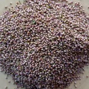 Bruyère bio ( Callune) fleur
