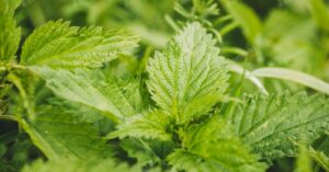 Ortie piquante - Urtica dioica