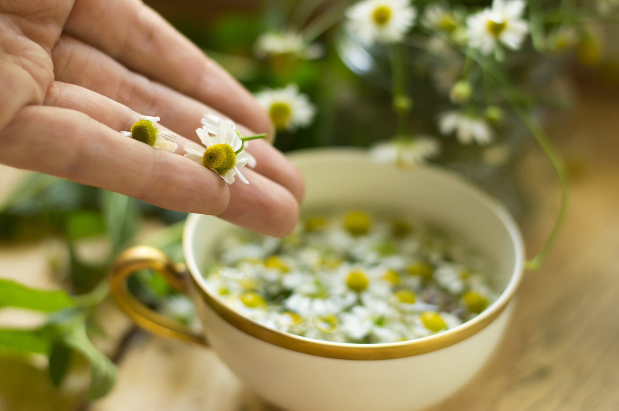 Tisane de camomille : bienfaits, préparation et conseils